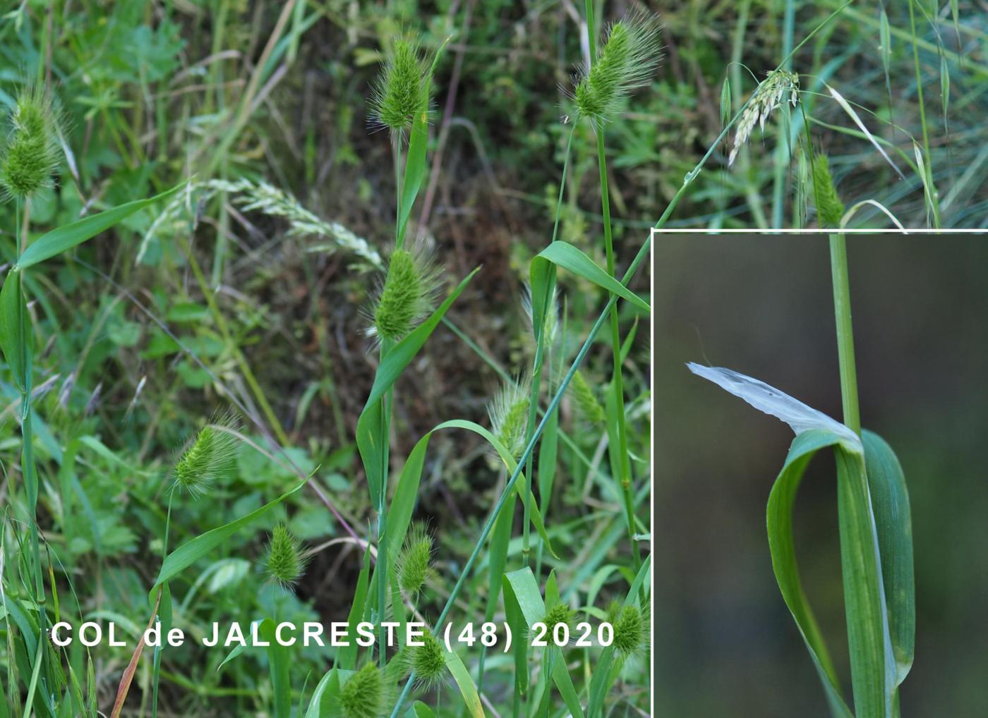 Dog's-Tail, Rough leaf